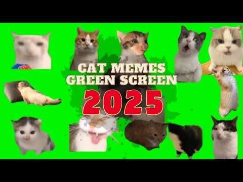 Cat Memes Green Screen 2025 || Crazy Kat Memes