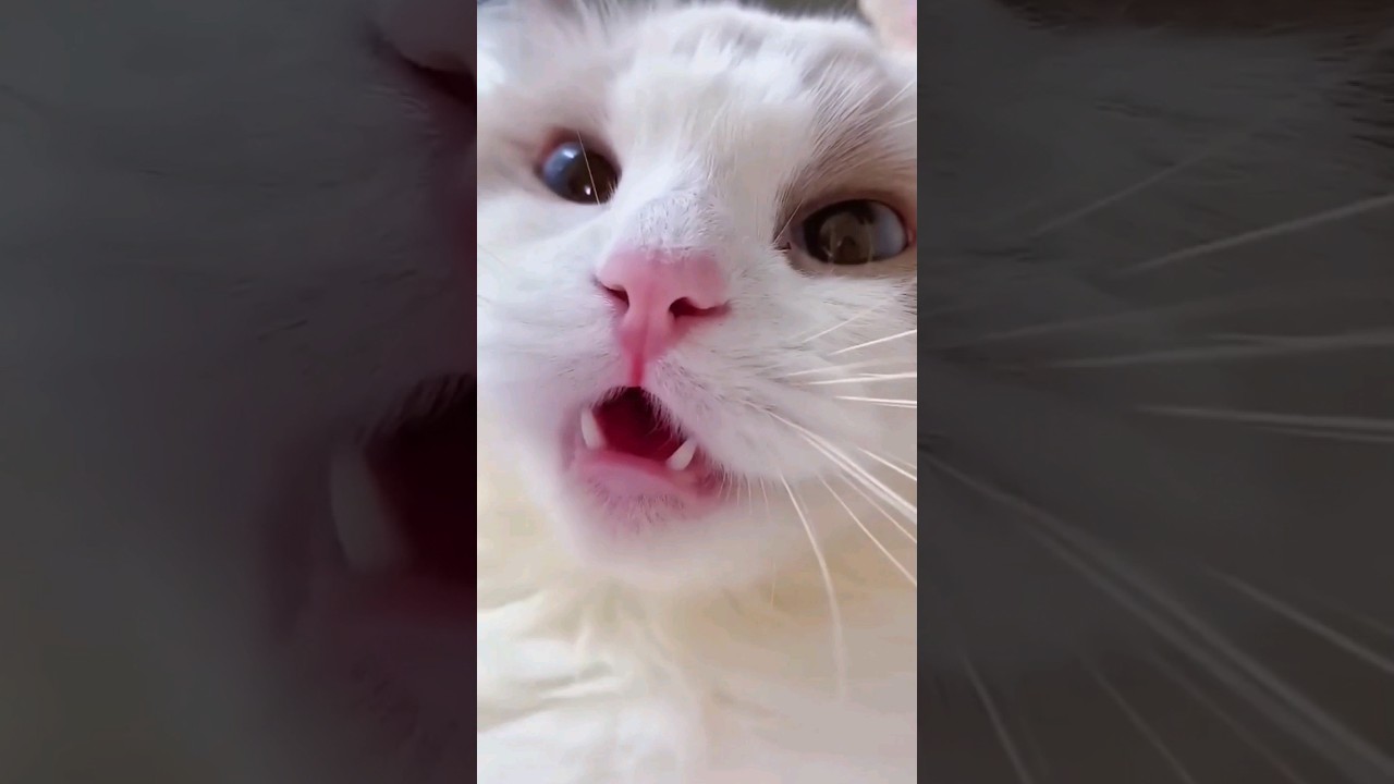 Cat Meowing 😺😺 || Cat Voice || Cute Cat Voice Short  Video #shorts #cat #catlover