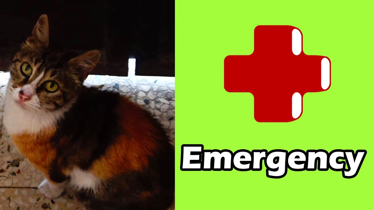 Cat Rescue: Crying For Help Homeless Cat Had Tumor Surgery (Part 2)