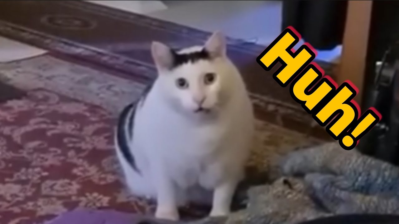 Cat saying Huh!