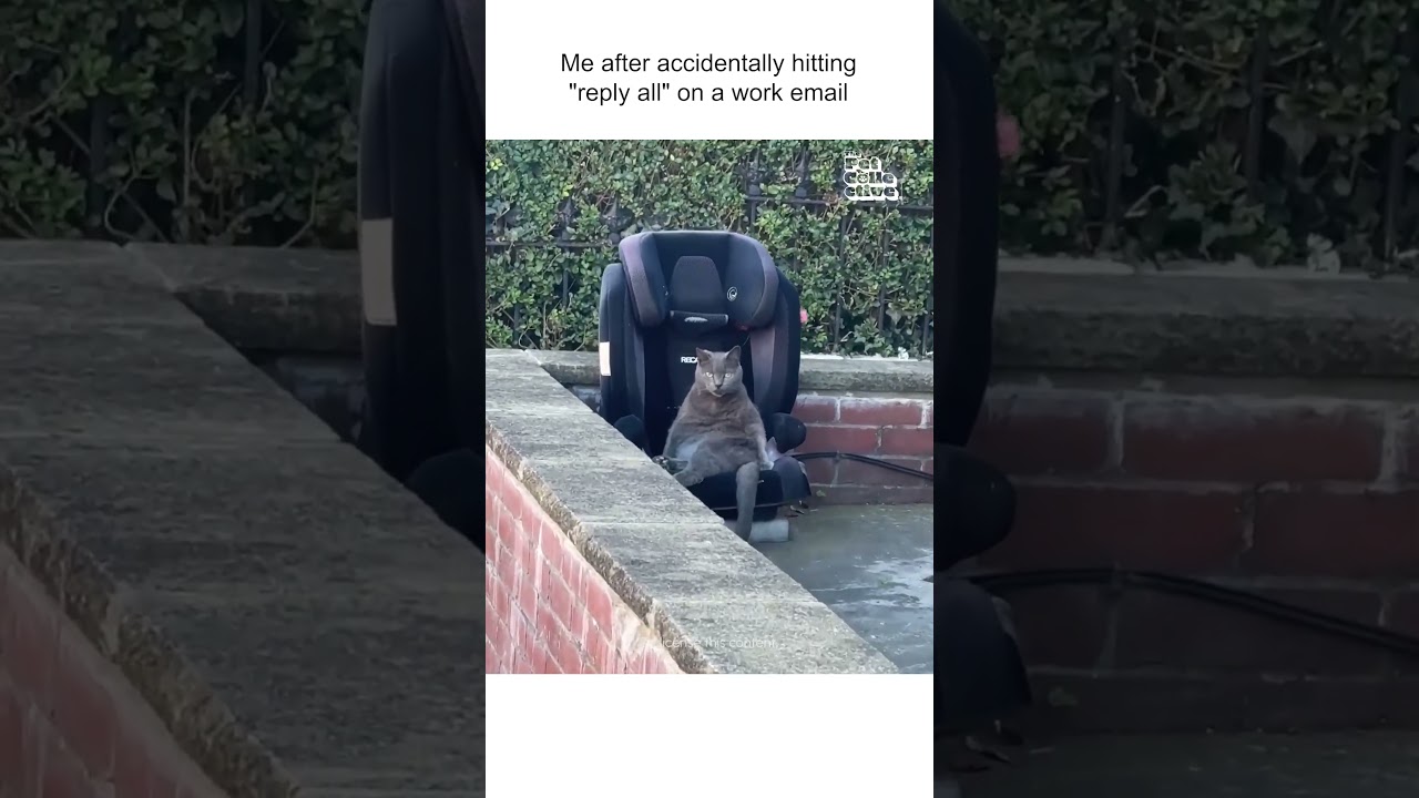 Cat Stares Into Distance While Sitting In Chair #Cats #FunnyCatVideos #CatLife