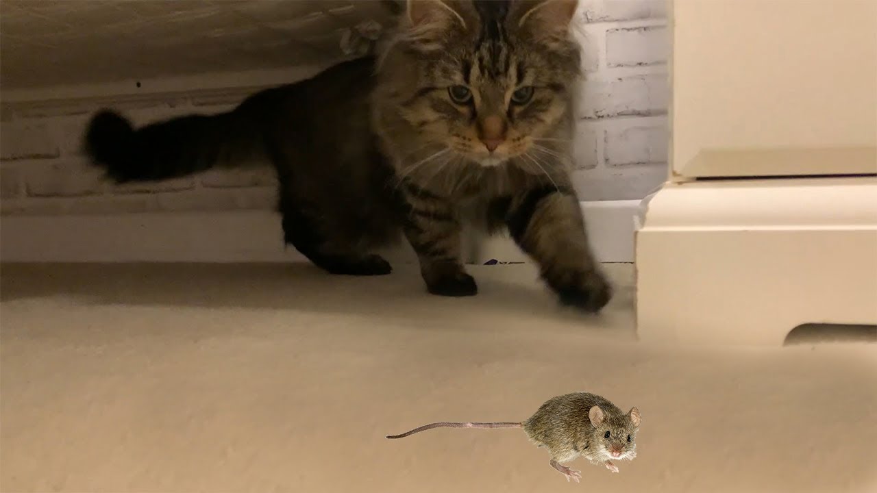 Cat Teaches Kid How to Catch a Mouse! Siberian Cat Hunting Skills