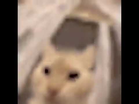 Cat WAA Meme                  #shorts