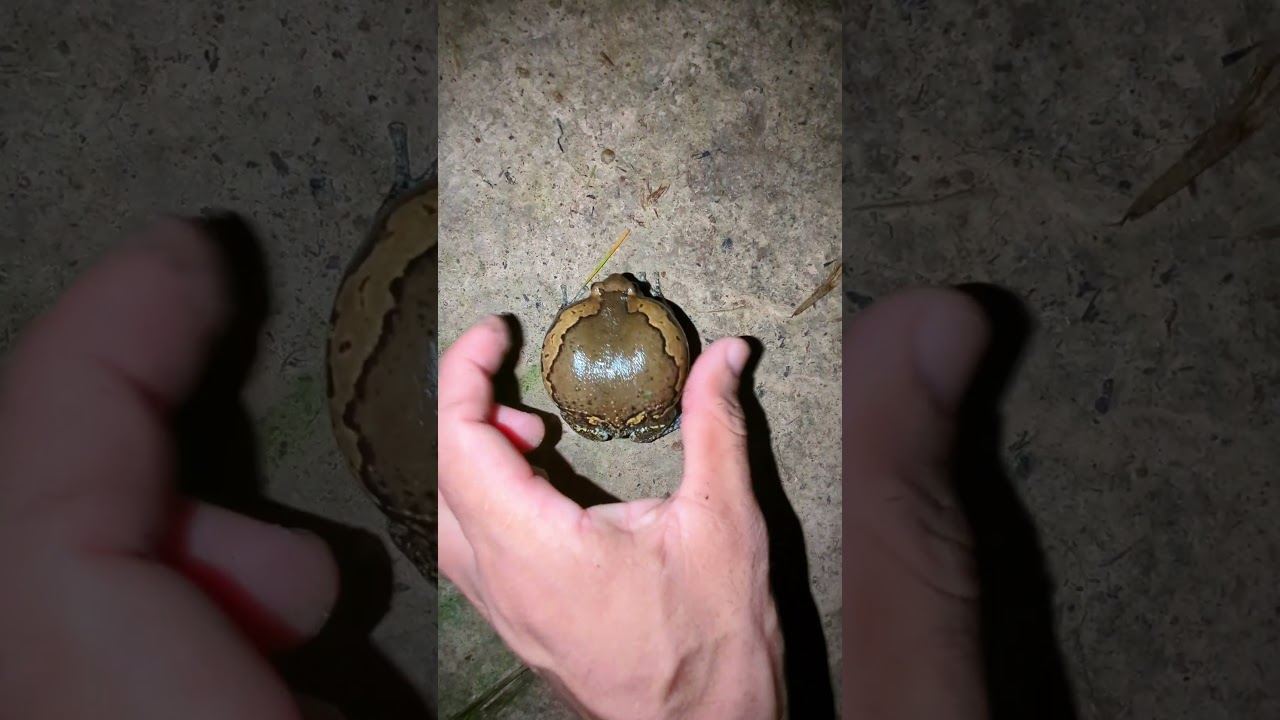 Catch a funny rain frog | Touch the frog to make a funny drum sound | funny friend froggy