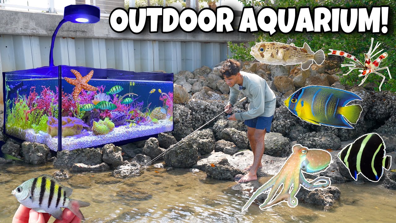 Catching MICRO EXOTIC FISH For My OUTDOOR AQUARIUM!!