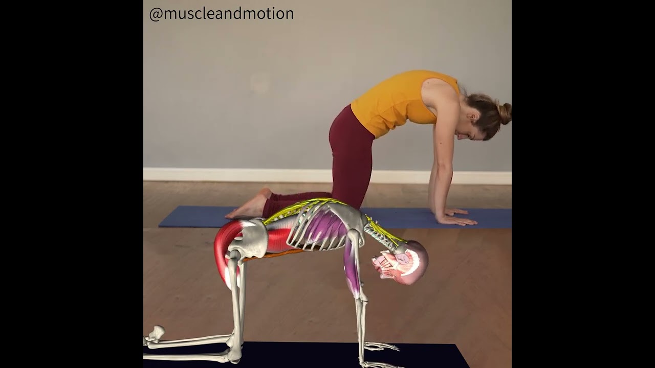CAT-COW POSE (Marjaryasana-Bitilasana)🐮 😺