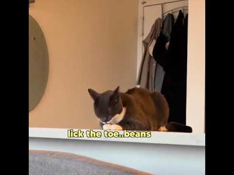 Cat...Invisible Ants...