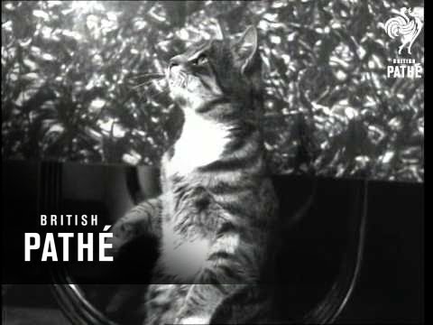Cats Can Be Trained (1955)