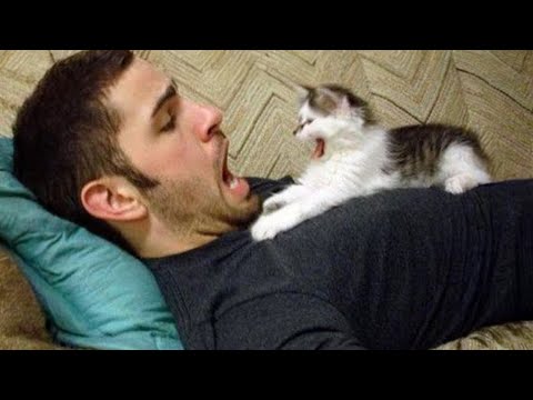 Cats Drama Level: 1000% 🤣🐱🔥 Most Dramatic Cats Ever!