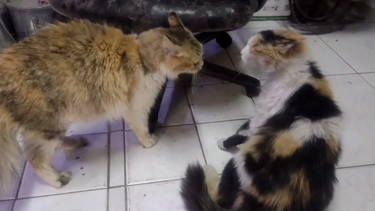 Cats Fighting | All Pregnant Lady Cat Mom