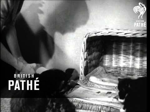 Cats' Home (1952)