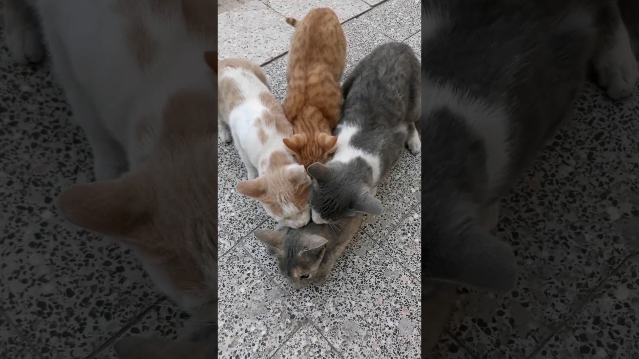 Cats mating