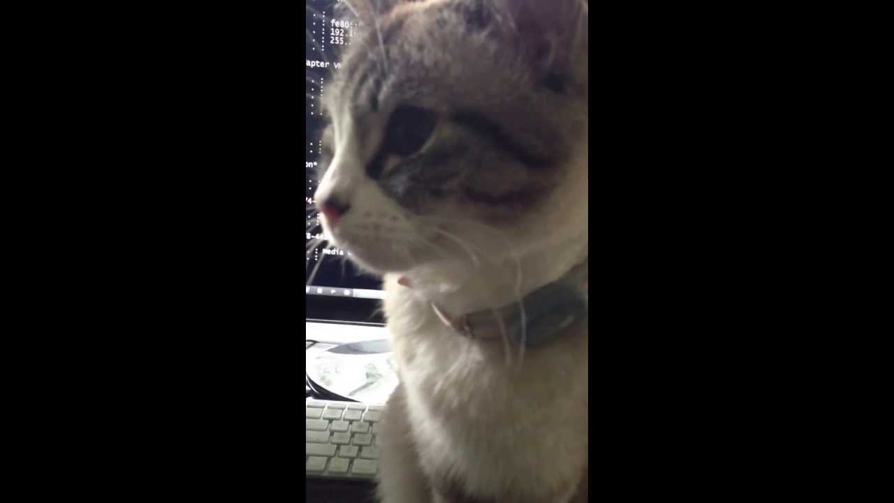 Cats verbal warning
