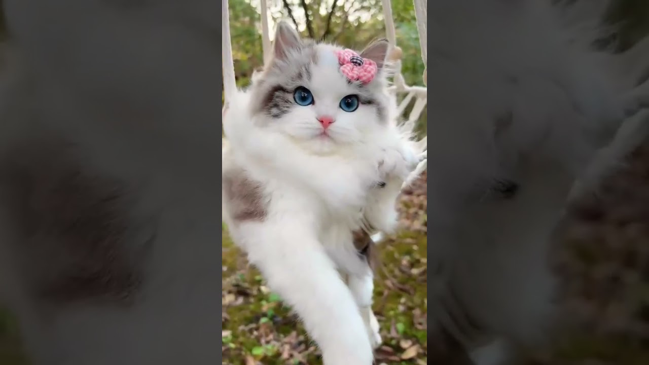 cats video