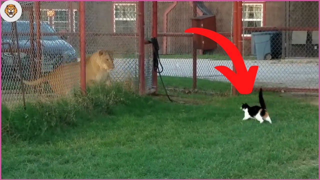 Cats vs Wild Animals! (Incredible Moments)