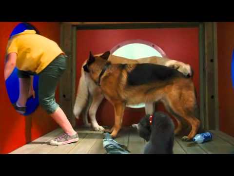 Cats&dogs 2 the funniest scene pigeon Seamus xD