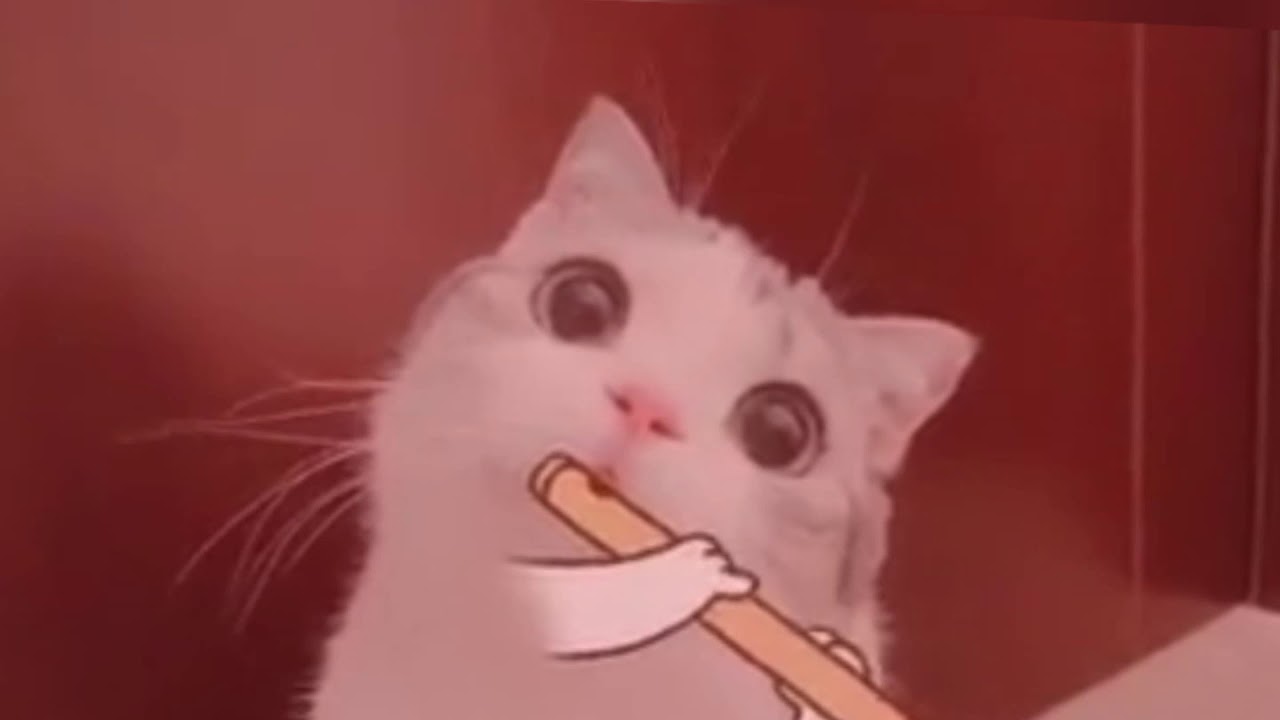 catude flute shitstorm