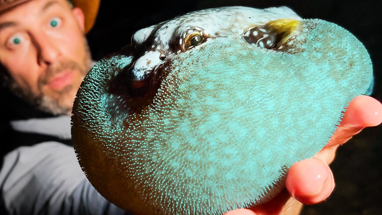 CAUGHT! Dangerous, Blue, & Bloated!