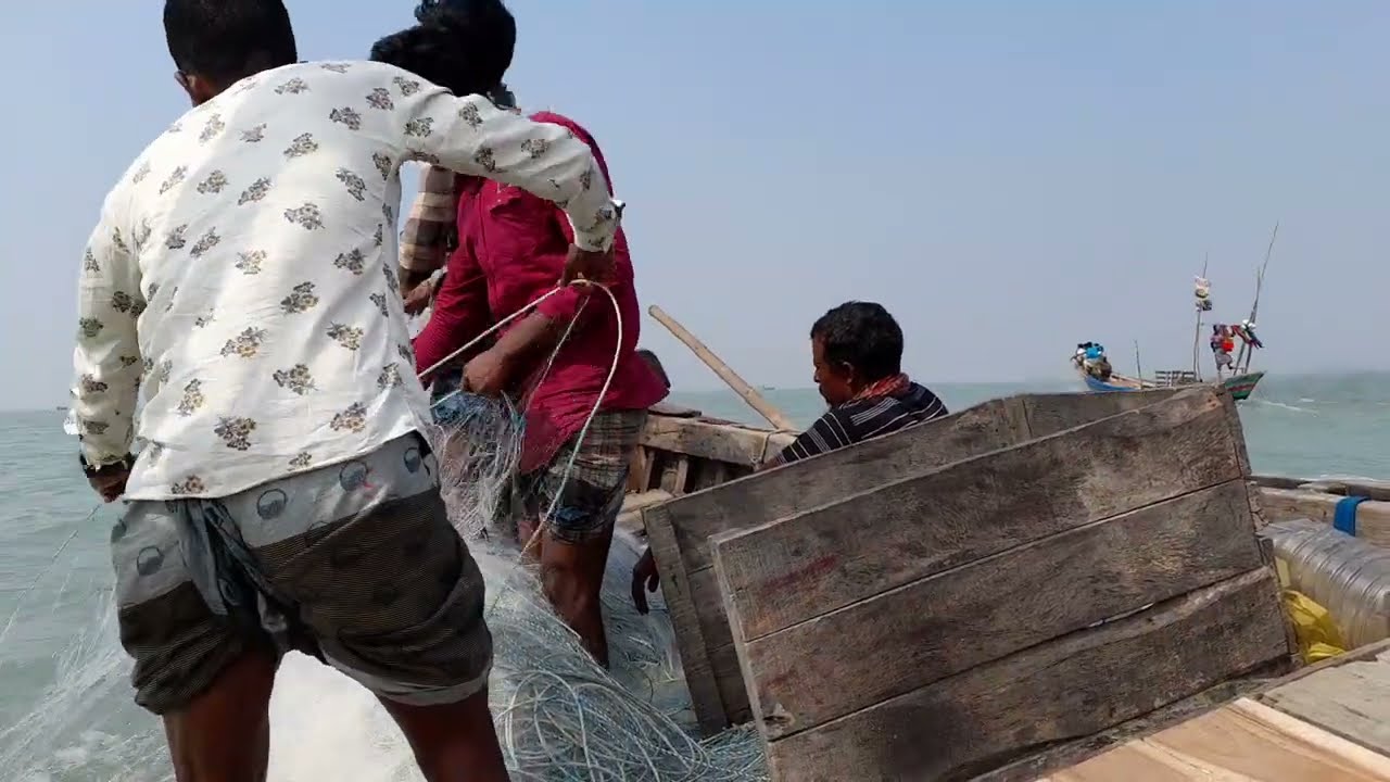 Caught Hilsha fish at meghna River In Bangladesh.