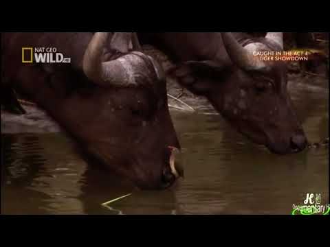 Caught in the Act 4 : Crocodile catches Buffalo Calf