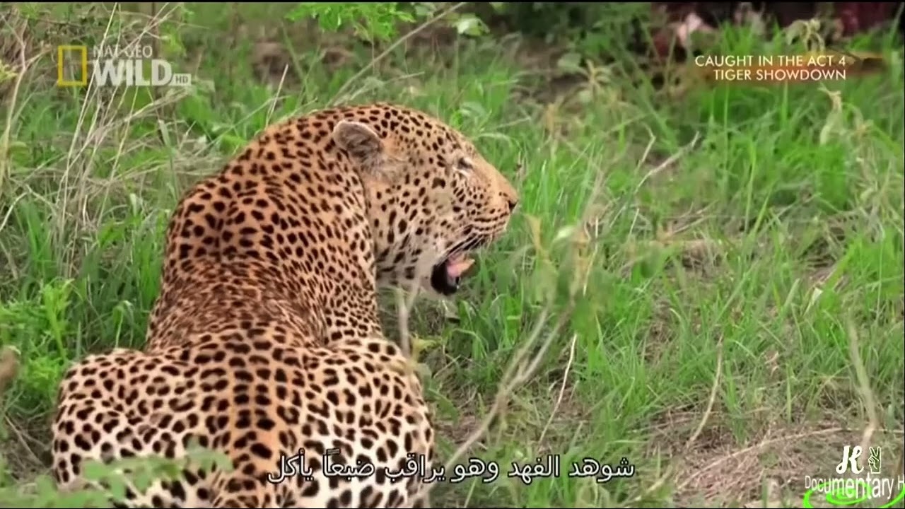 Caught in the Act 4 : Male Leopard Attacks Hyena