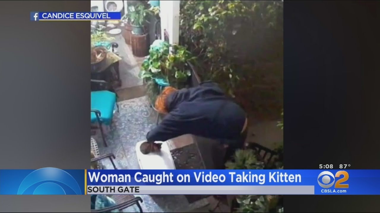 Caught On Video: Woman Wanted In South Gate Killing Of Kitten