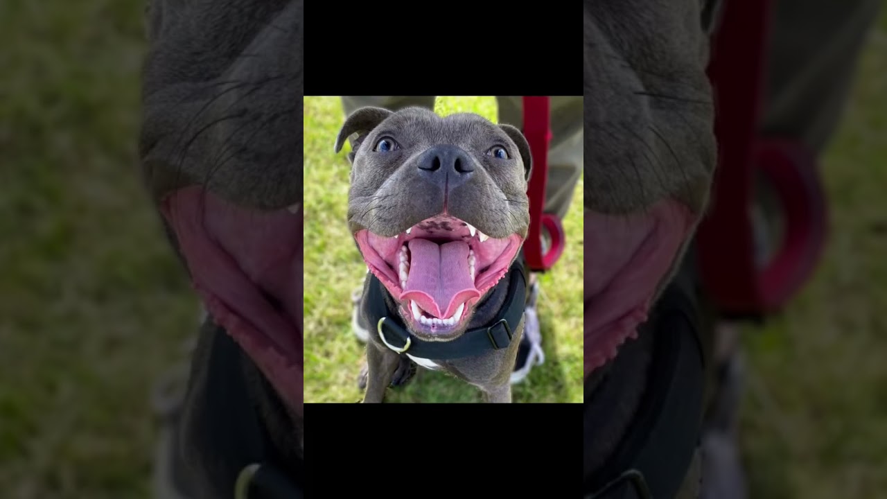 ⚠️Caution⚠️ only get a Staffordshire bull terrier if you’re prepared for the cuteness #staffy