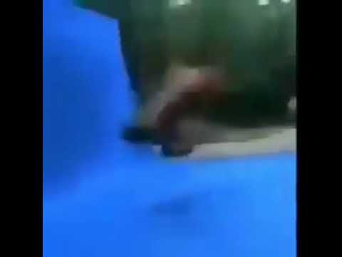 Cavalo meme (vídeo completo)