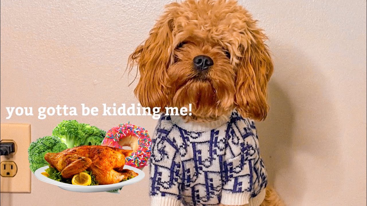 Cavapoo dog reviewing food
