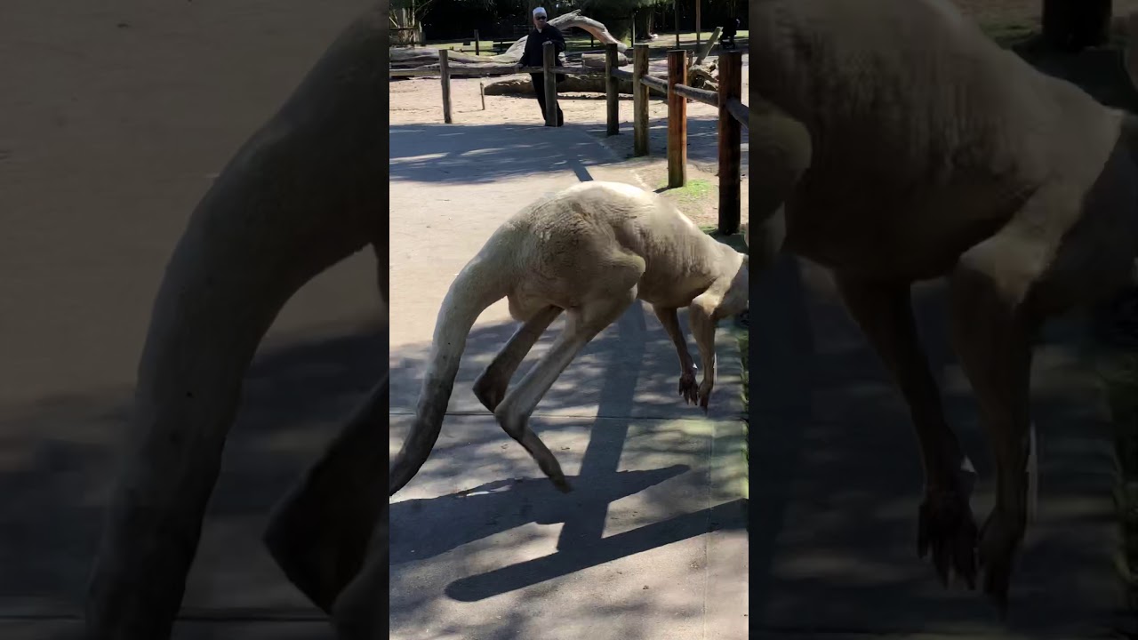 Caversham4 - Kangaroo Fart