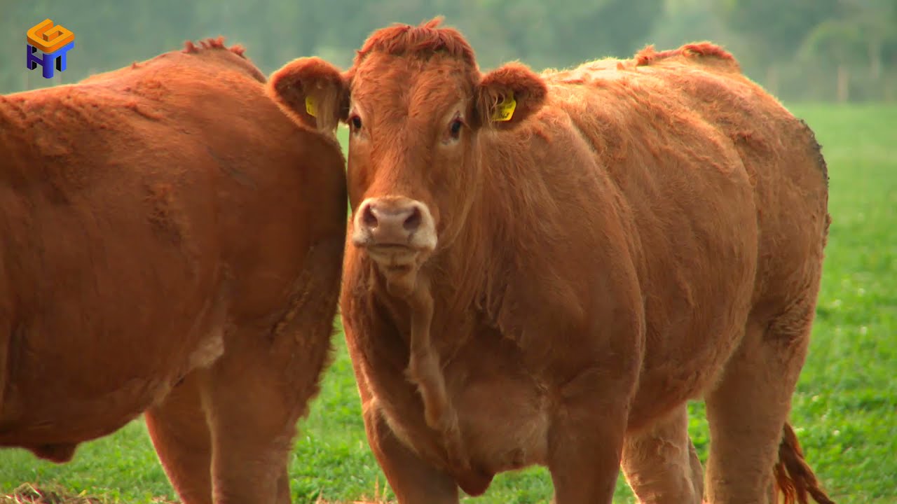 Caw #Cow Videos #Village Caw Red Cow, #Black Cow #গরু  #caw new video 2021