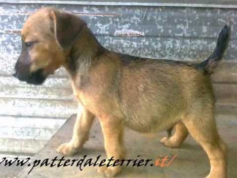 Cedo : Working-terriers PATTERDALE TERRIER X JAGD TERRIER Treviso
