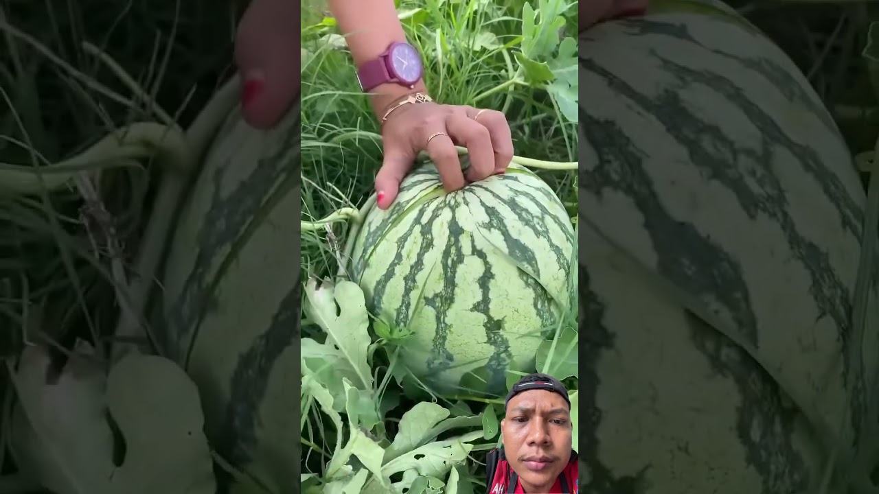 Cek buah semangka di kebun #watermelon #fruit #belahan #shortvideo