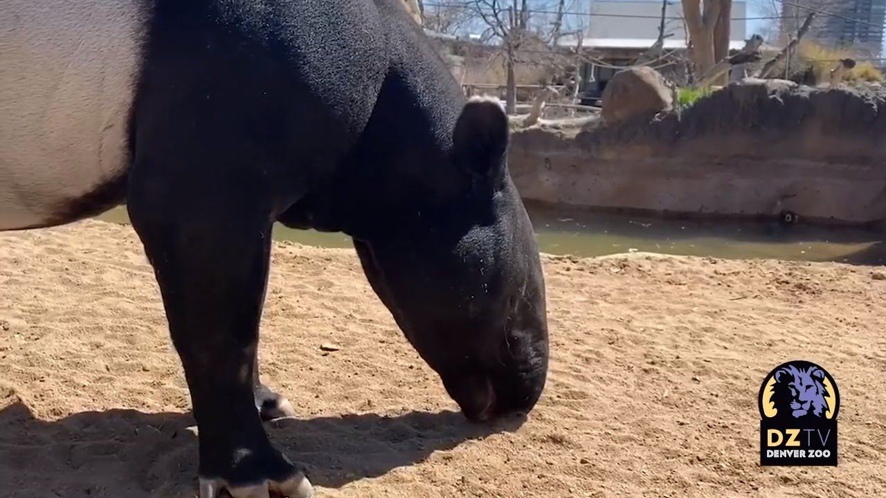 Celebrating World Tapir Day