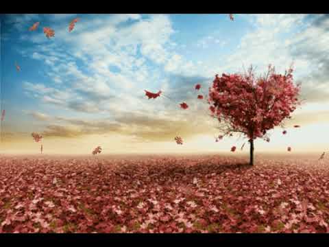 Cemal süreya'nın uzaktan seviyorum şiiri (Arapça tercümesi)شعر تركي /أحبك من بعيد