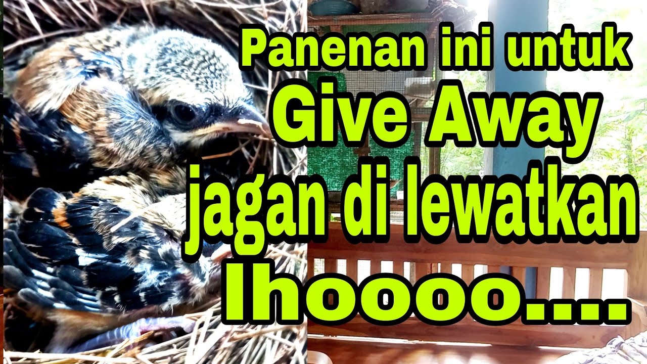 CENDET HASIL TERNAKAN sudah waktunya di panen