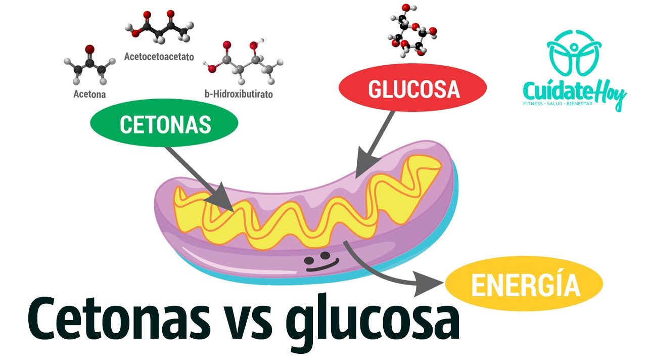 Cetonas: mejores que la glucosa