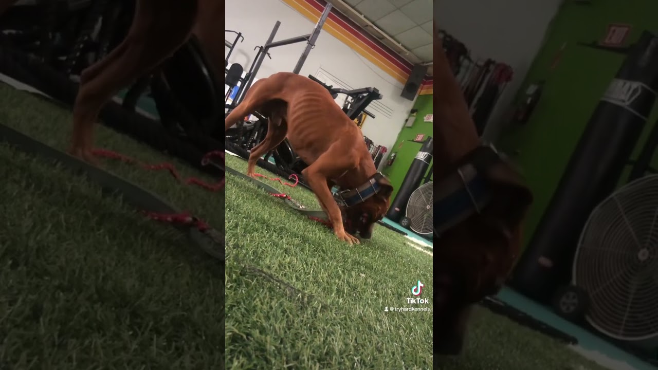 Ch Abel #apbt #apbts #americanpitbullterrier #bulldogs #workingdog