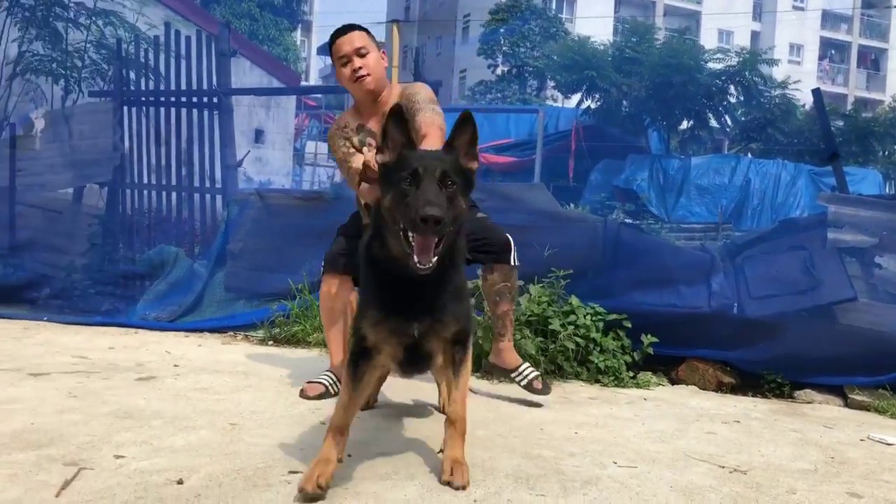 chó becgie working đực 2 tuổi !