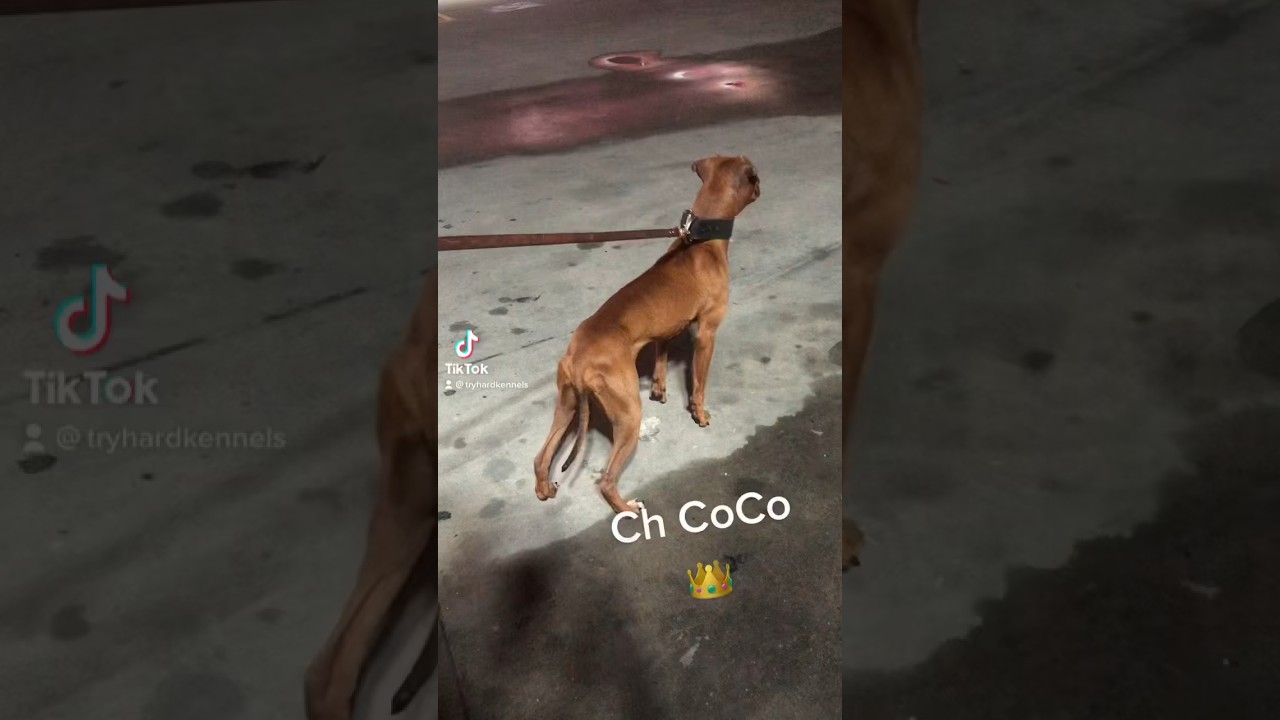 Ch Coco APBT #americanpitbullterrier #dog #bulldog #apbt #pitbull #bulldogs #dogbreed #puppy
