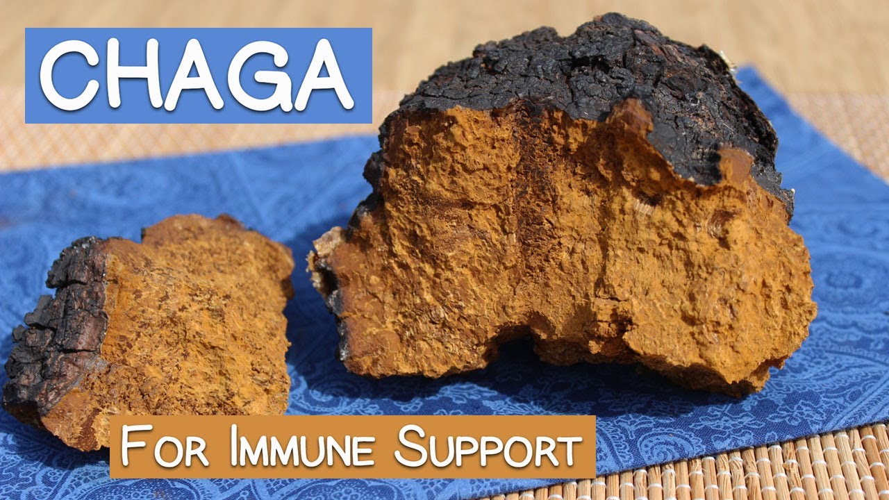 Chaga Mushroom Benefits as an Immune Supporting Superfood