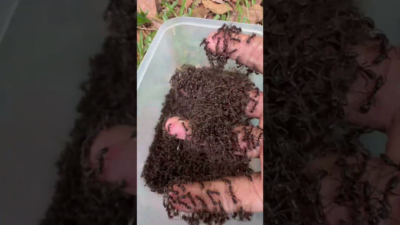 Challenging - 50x fire ants VS skills iQ cowboy
