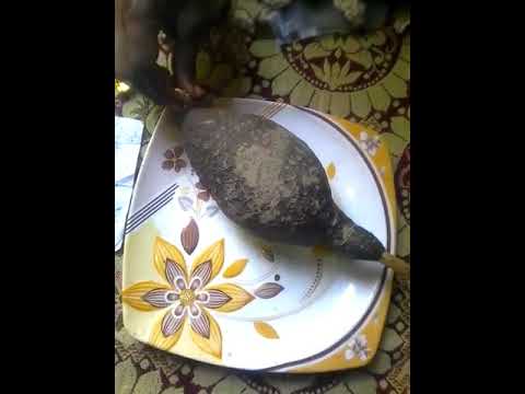 Chamghadar ka ghosla sale in Pakistan . Bat Nest for sale