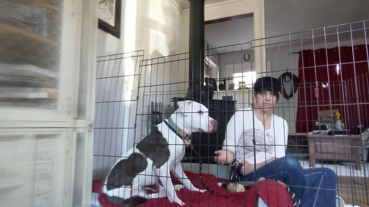 Champ harness 2: handling extreme fear