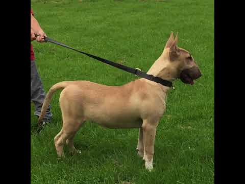 Champion pedigree bull terrier