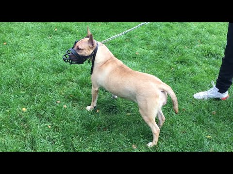 Champion pedigree bull terrier