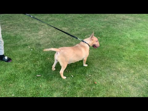 Champion pedigree English Bullterrier