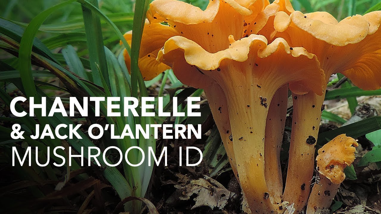 Chanterelle & Jack O'Lantern — Mushroom ID