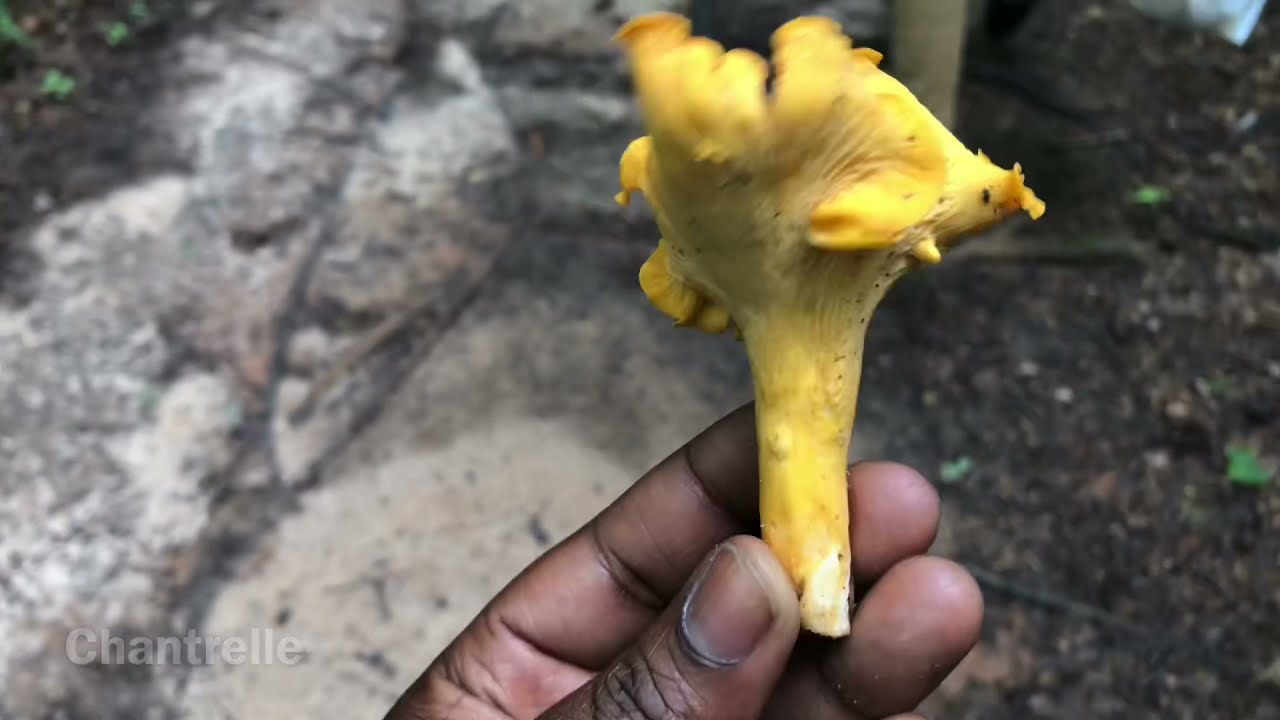 Chantrelle mushroom- pick, clean, & eat  #forager #foraging #mushroom