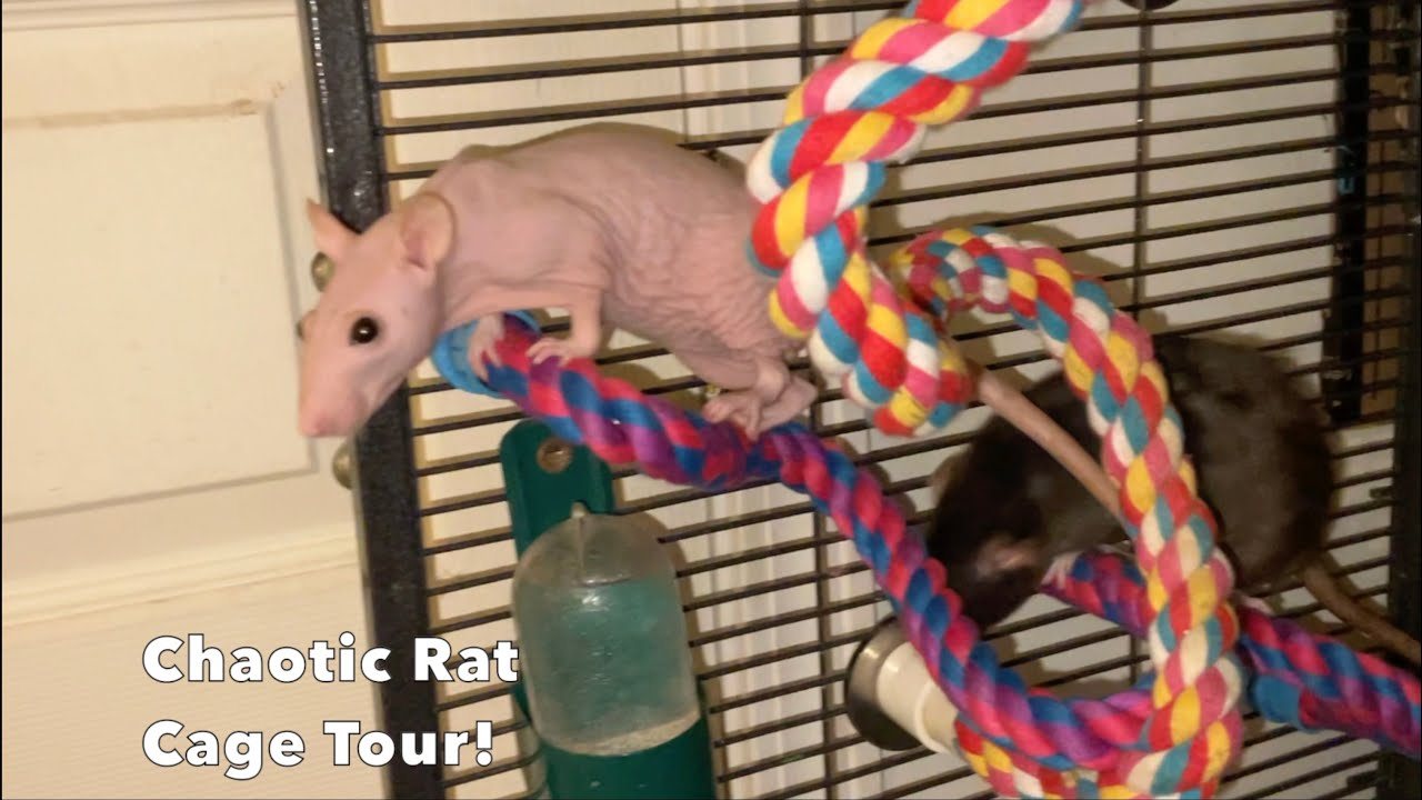 Chaotic Rat Cage Tour!